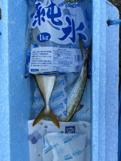 サゴシの釣果