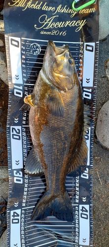 スモールマウスバスの釣果