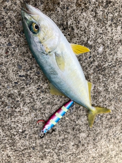 ワカシの釣果