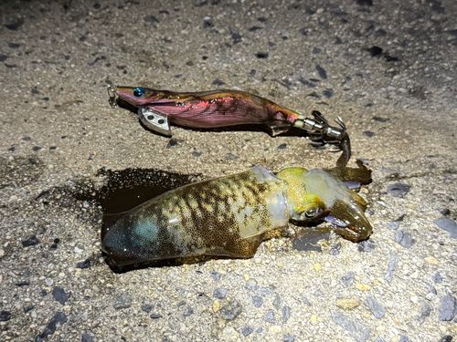 アオリイカの釣果