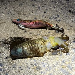 アオリイカ