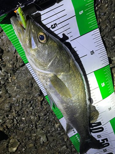 フッコ（マルスズキ）の釣果