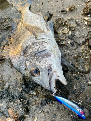 チヌの釣果
