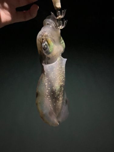 油谷湾
