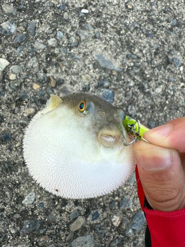 トラフグの釣果