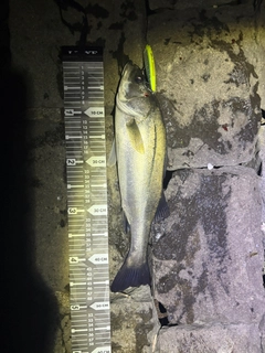 シーバスの釣果