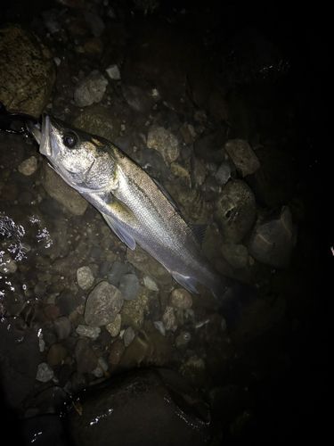 フッコ（マルスズキ）の釣果