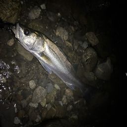 フッコ（マルスズキ）