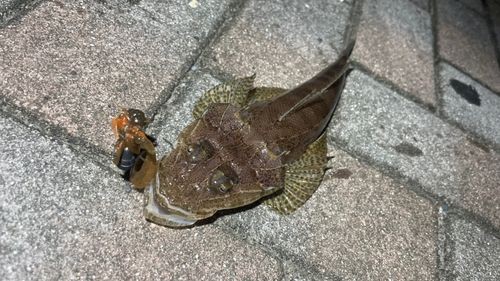 ワニゴチの釣果