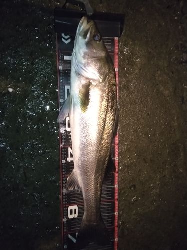 衣浦湾