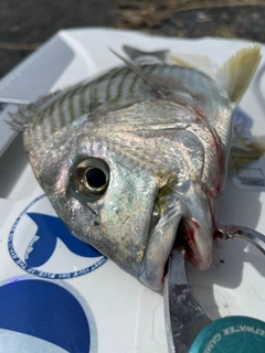 ヘダイの釣果