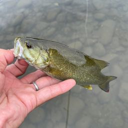 スモールマウスバス