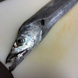 タチウオ