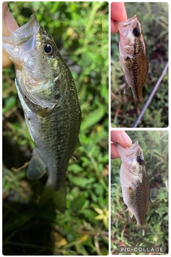 南湖東岸