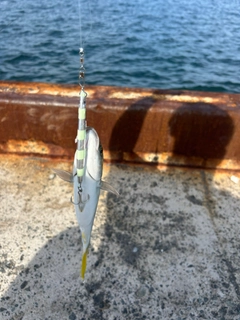 フクラギの釣果