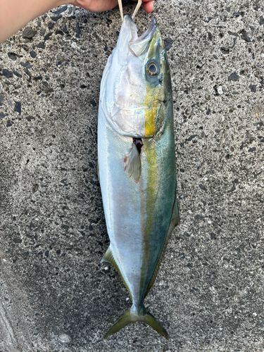 錦江湾
