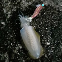 アオリイカ