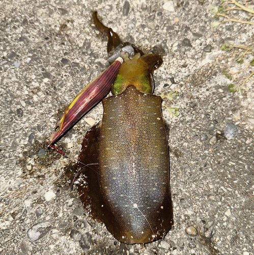 アオリイカの釣果