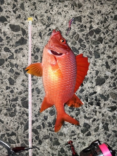 トガリエビスの釣果