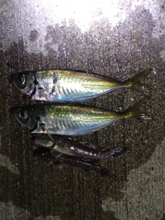 アジの釣果