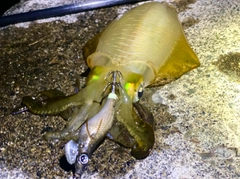 アオリイカの釣果
