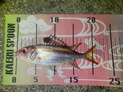 ウケグチイットウダイの釣果