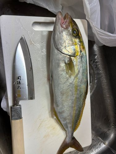鹿児島湾南部