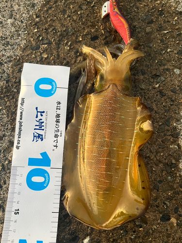 越前海岸