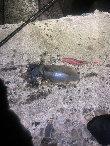 豊浜漁港