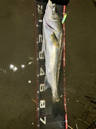 三河湾