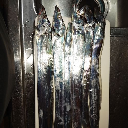タチウオの釣果