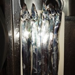 タチウオ