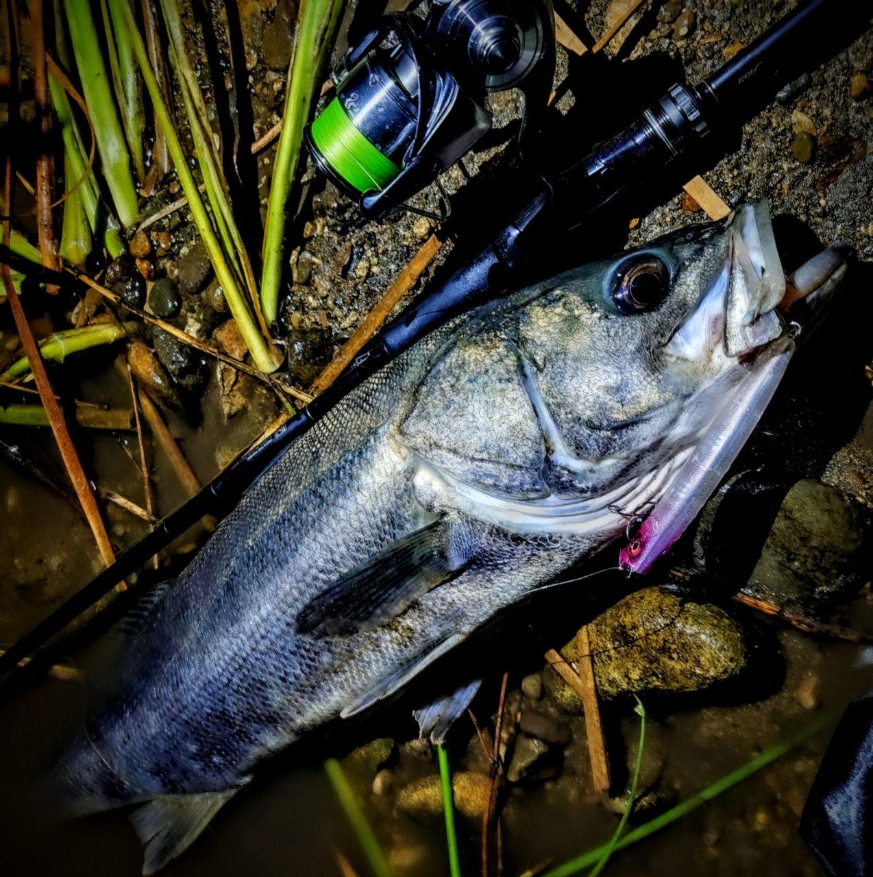 DAIWA 21ラブラックス AGS 96MLの最安値・インプレ・釣果 | 本音