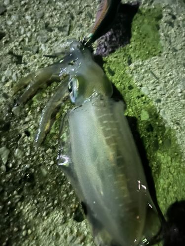 アオリイカの釣果