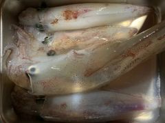 ケンサキイカの釣果
