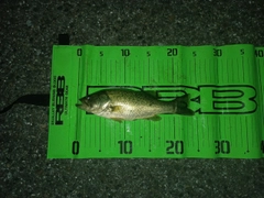 ブラックバスの釣果