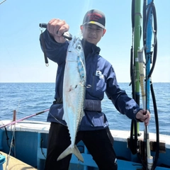 マサバの釣果