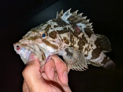 タケノコメバルの釣果