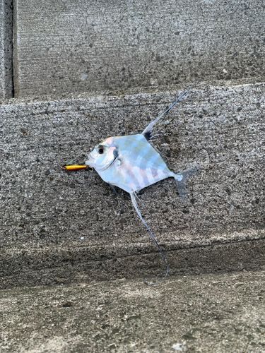 桂浜