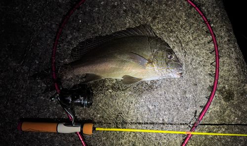 コロダイの釣果