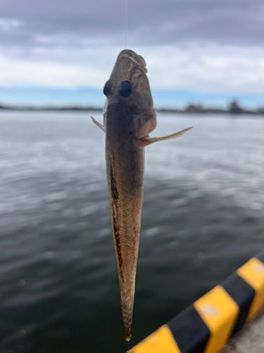マハゼの釣果