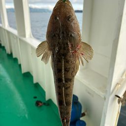 マゴチ