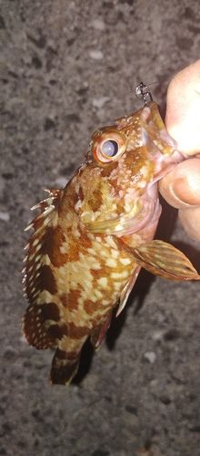 カサゴの釣果