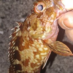 カサゴ