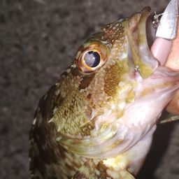 カサゴ