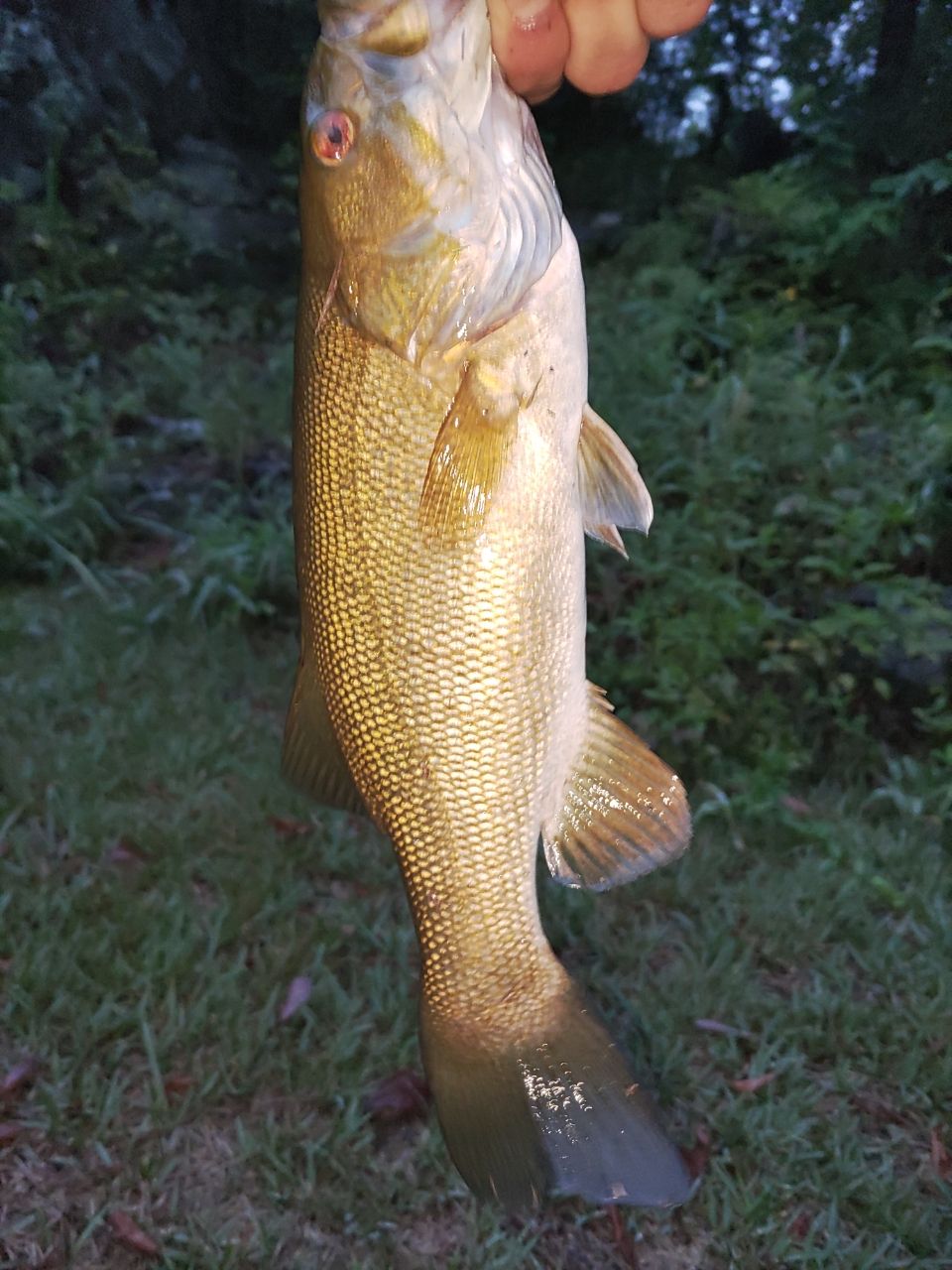 スモールマウスバス