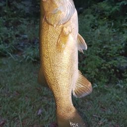 スモールマウスバス