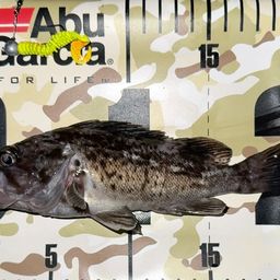 クロソイ