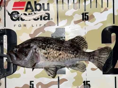 クロソイの釣果
