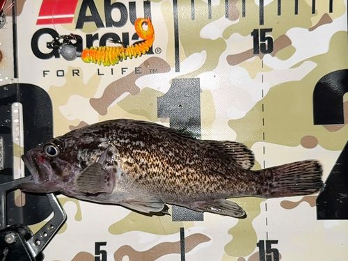 クロソイの釣果